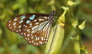 Field Guide on Common Butterflies (Kannada)