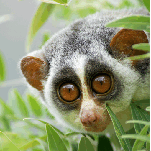 The Why and How_Article 10