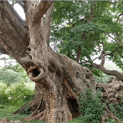 The Why and How_Article 11