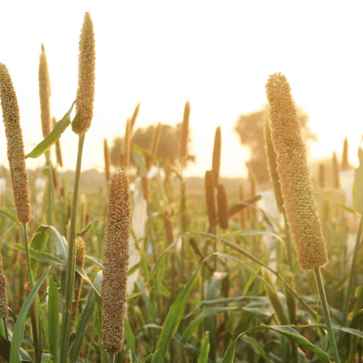 The Why and How_Article 12